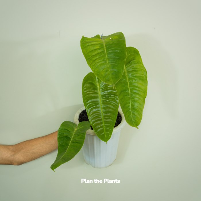 Anthurium Veitchii